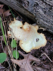 Pleurotus ostreatus