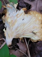 Pleurotus ostreatus
