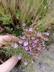Limonium scabrum
