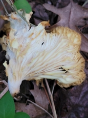 Pleurotus ostreatus