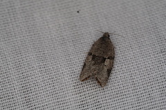 Meritastis