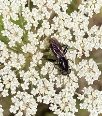Chalcosyrphus