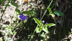 Brunfelsia uniflora
