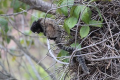 Callithrix penicillata