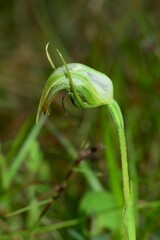 Pterostylis × ingens