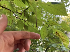 Emesaya brevipennis