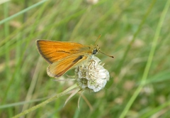 Thymelicus sylvestris