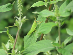Patanga japonica