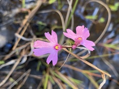 Utricularia multifida