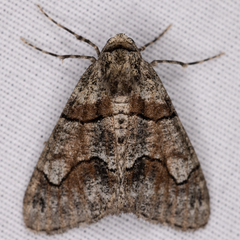 Gabriola dyari pruina