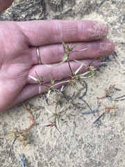 Munroa squarrosa