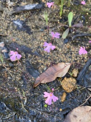 Utricularia multifida