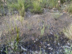 Utricularia multifida
