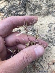 Munroa squarrosa