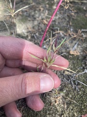 Munroa squarrosa
