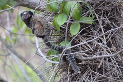 Callithrix penicillata