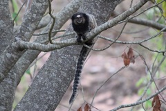 Callithrix penicillata