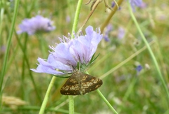 Evergestis politalis