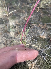 Munroa squarrosa
