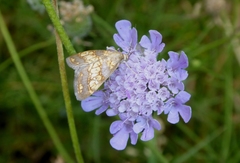 Evergestis politalis