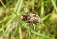 Sicus ferrugineus