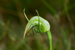 Pterostylis × ingens