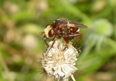 Sicus ferrugineus