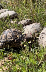 Stigmochelys pardalis