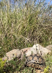Stigmochelys pardalis