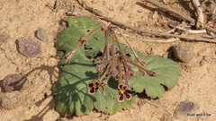 Pelargonium lobatum