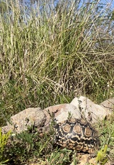 Stigmochelys pardalis