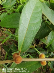 Ficus aurata