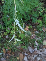 Cirsium altissimum