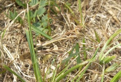 Oedaleus decorus