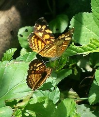 Anthanassa frisia