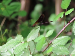 Calopteryx haemorrhoidalis
