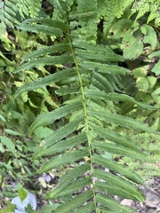 Homalosorus pycnocarpos