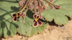 Pelargonium lobatum