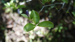 Brunfelsia uniflora