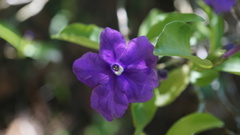 Brunfelsia uniflora