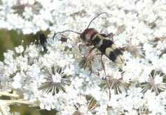 Chlorophorus trifasciatus