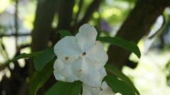 Brunfelsia uniflora