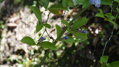 Brunfelsia uniflora
