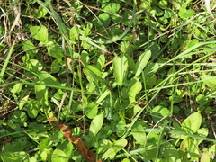 Rumex acetosella