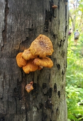 Gymnopilus palmicola