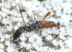 Stenopterus rufus