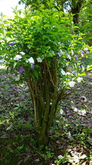 Brunfelsia uniflora