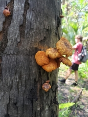 Gymnopilus palmicola