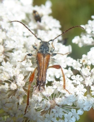 Stenopterus rufus
