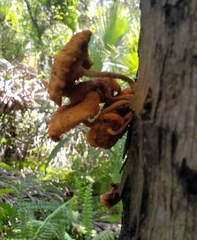Gymnopilus palmicola